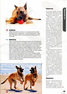 Плюсы и минусы пород собак