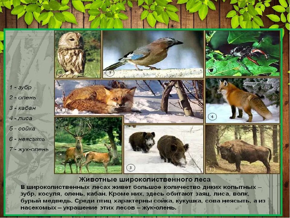 Фауна смешанных и широколиственных лесов России. Широколиственный лес животный мир.