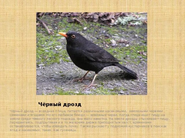 Дрозды фото птицы описание чем питается Лесные птицы