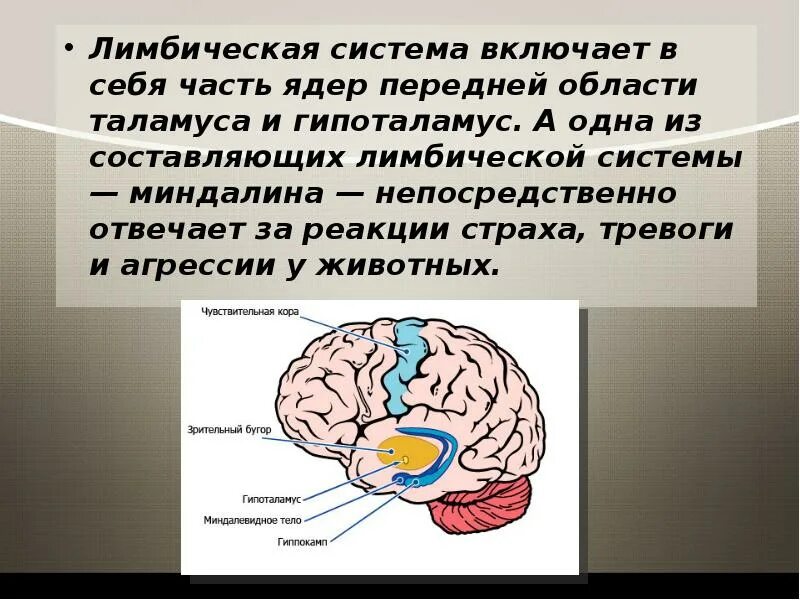 Лимбическая система головного мозга строение. Лимбическая система, ее строение и функции. Лимбическая система в мозге человека. Мозг человека анатомия лимбическая система. Лимбическая система головного мозга строение.