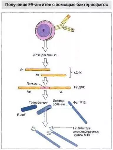 Препарат содержащий готовые антитела. Получение антител. Схема получения моноклональных антител. Ройт иммунология. Дополнить схему получения моноклональных антител.