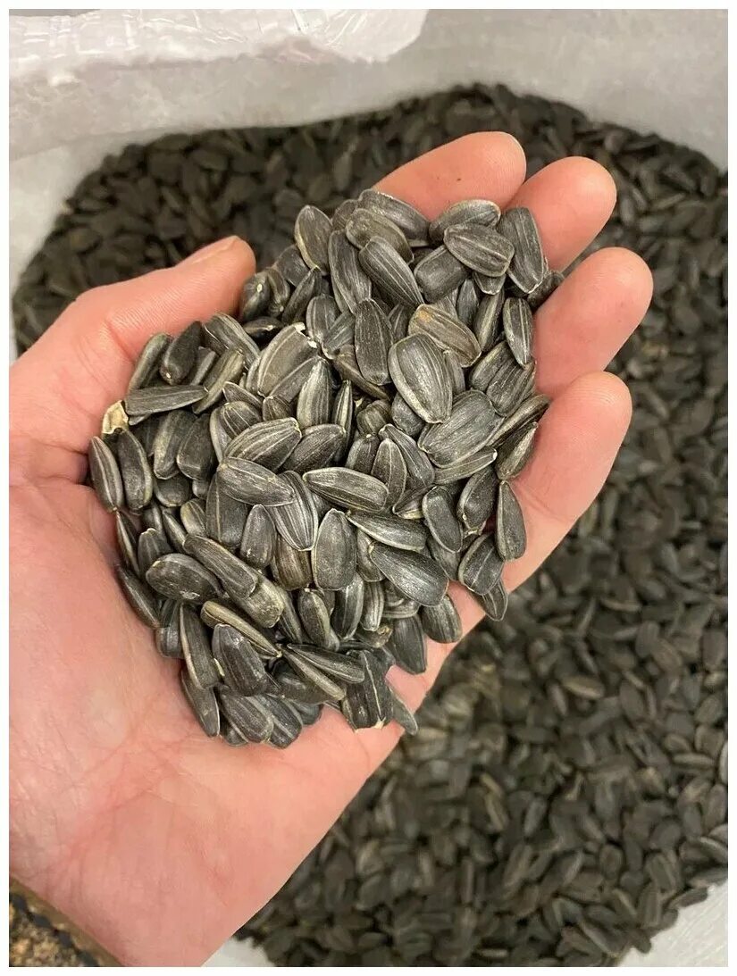семечки черные. сырые семечки подсолнуха. семечки крупные. скорлупа подсолнечника. семена подсолнуха очищенные.