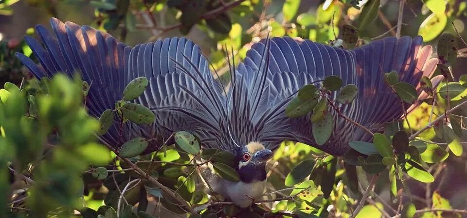 Birds theme. Heron Wings sunlight.