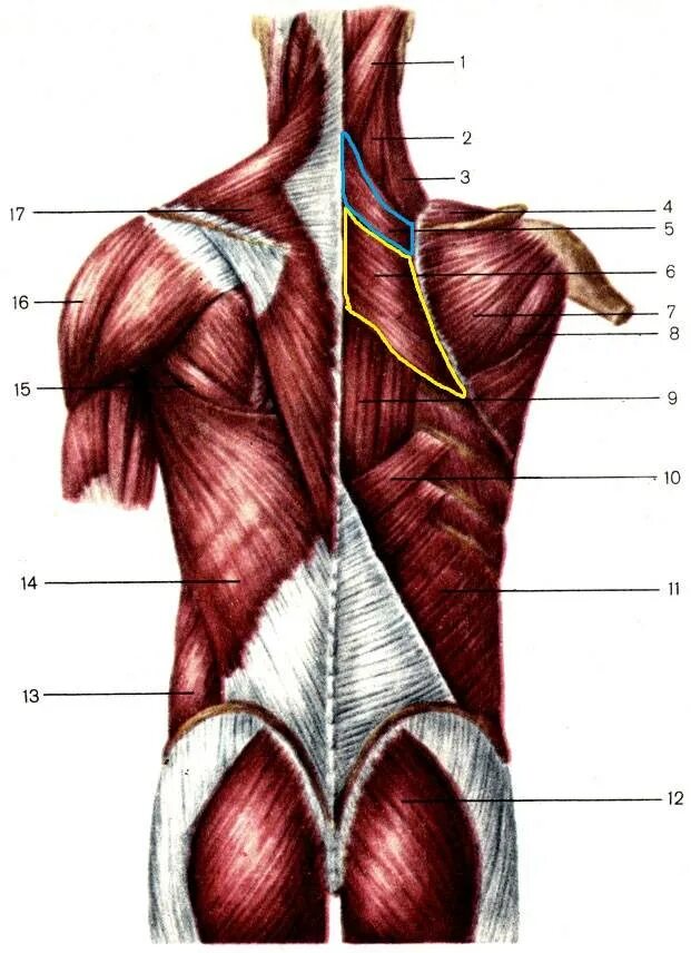 Атлас Синельников мышцы спины. Мышцы спины послойное расположение. Пояснично спинная фасция. Анатомия спины кости мышцы связки.