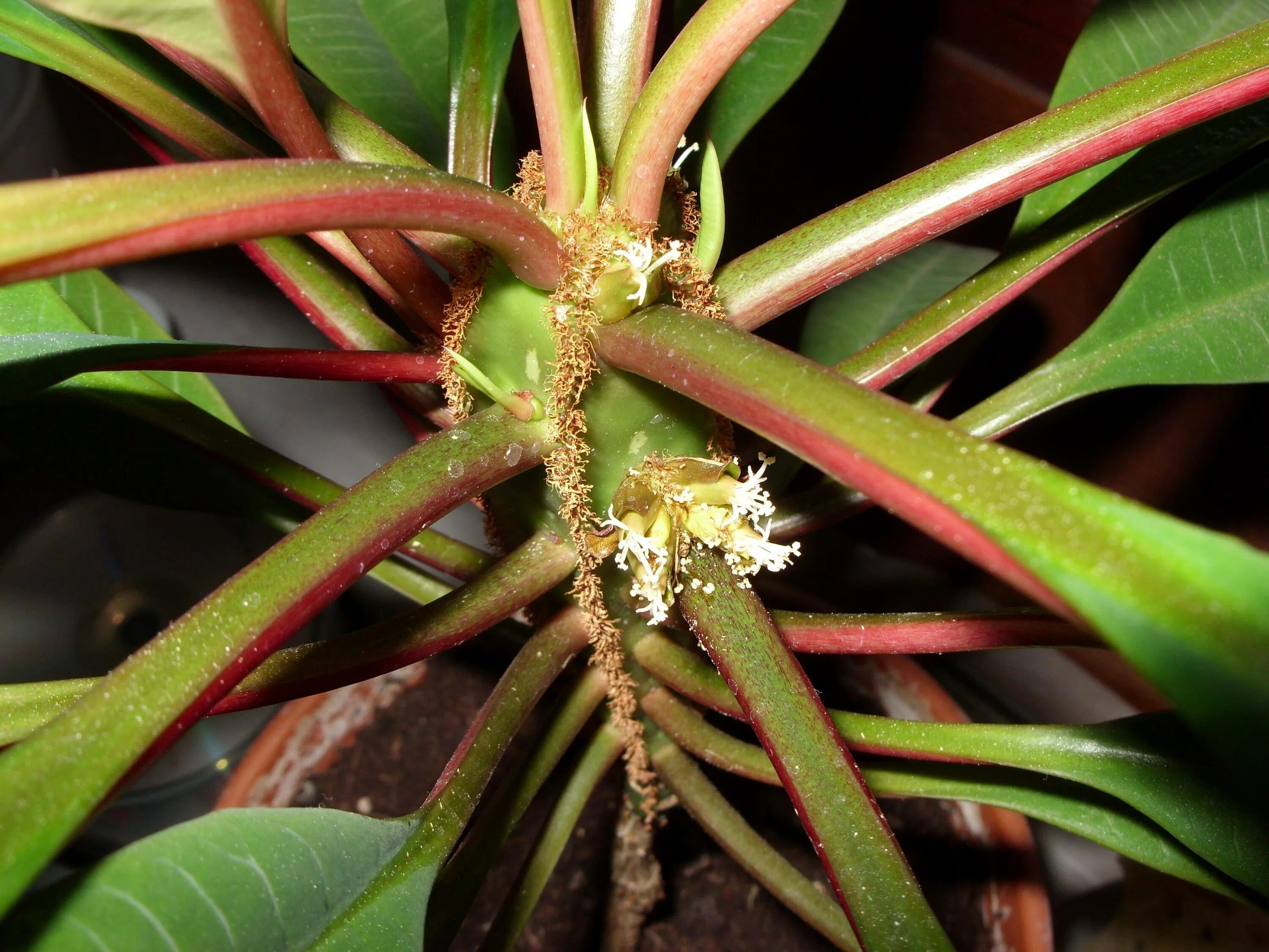 File:Euphorbia viguieri var ankarafantsiensis 1.jpg - Wikimedia Commons