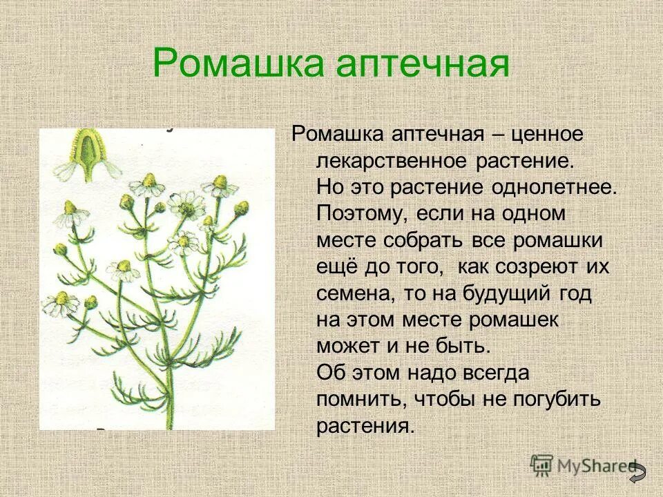 Рассказ о лечебном растении. Лечебные травы доклад. Ромашка лекарственное растение. Лекарственные растения краткая информация. Текст описание в научном стиле растения ромашка