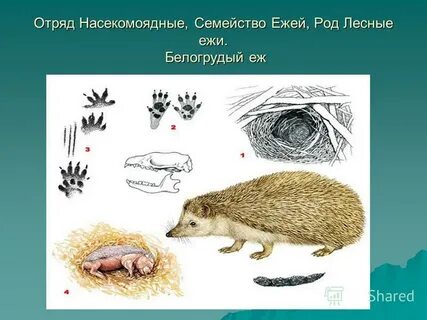 Роды лесной