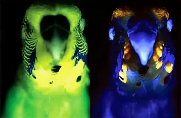 Птицы в ультрафиолете. Ультрафиолетовое зрение птиц. Волнистый попугай в ультрафиолете. Птицы светятся в ультрафиолете. Попугаи в темноте