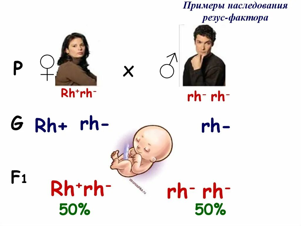 Наследование группы и резус крови резус-фактора. Наследование системы резус фактор. Наследование групп крови и резус фактора. Схема наследования групп крови и резус фактора.