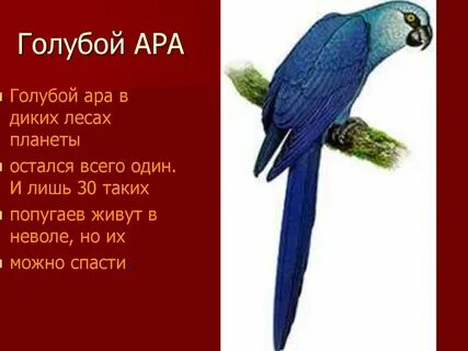 Характеристика ара