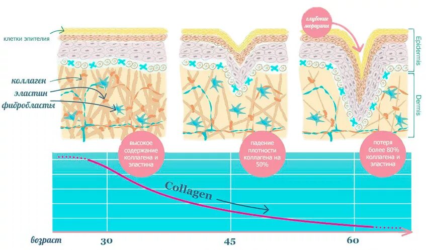 Как работает коллаген. Структура кожи Collagen elastin. Строение кожи коллаген эластин. Схема фибробластов,эластина и коллагена в коже. Коллаген эластин фибробласты.