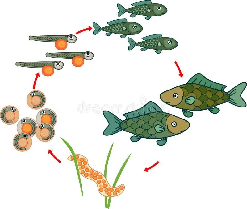 Стадии развития рыбы схема. Жизненный цикл рыб. Цикл развития рыб. Этапы развития рыбы в картинках. Размножение животных рыбы