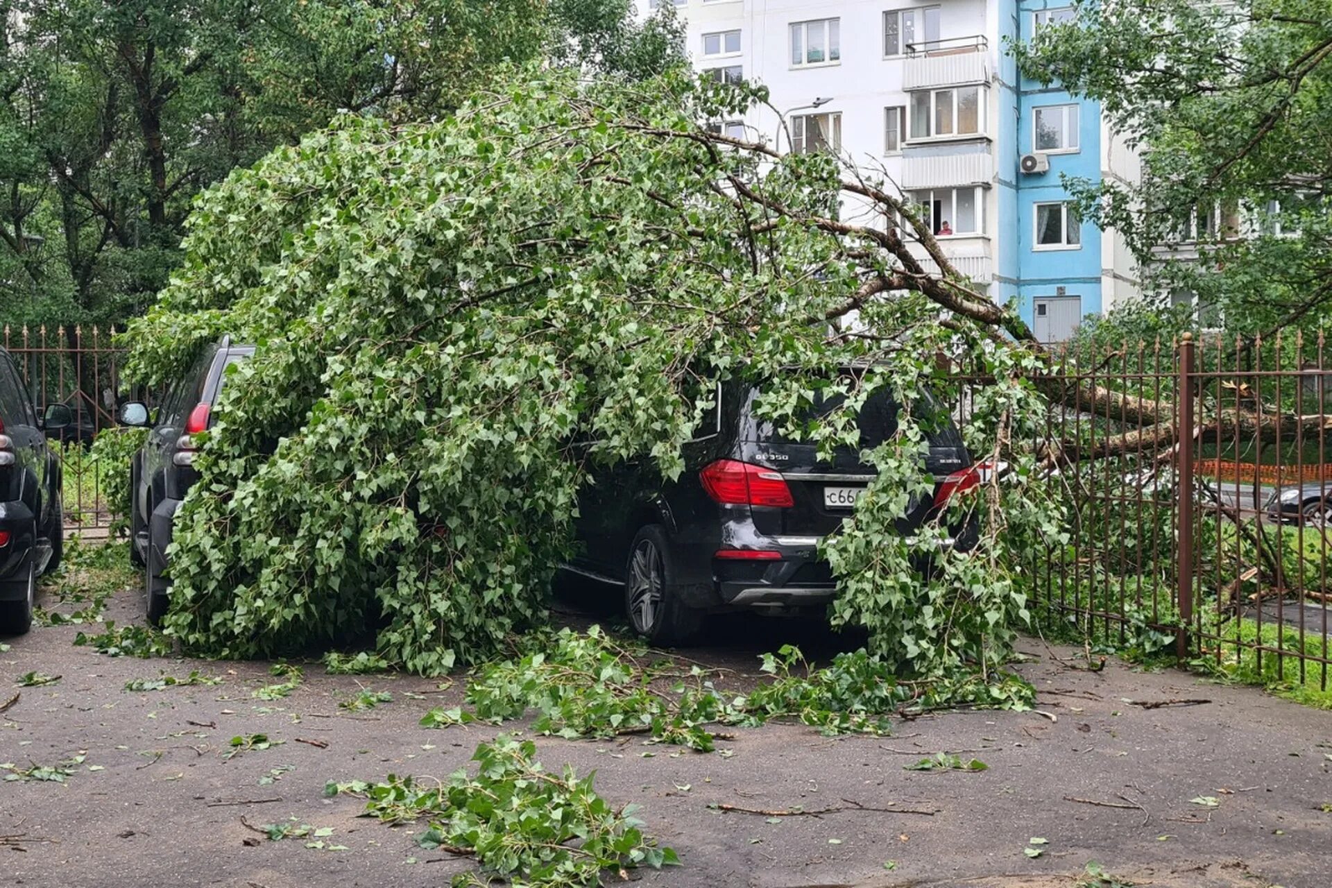 Ветер в москве деревья. Деревья Москвы. Улица с деревьями. Дерево упало на авто.