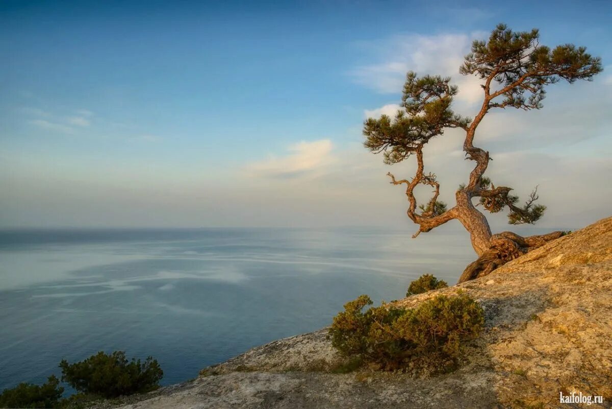 Черное море деревьев. Сосна на скале шишкин. утёс сосновый крым. море сосны. можжевельник красный утриш.