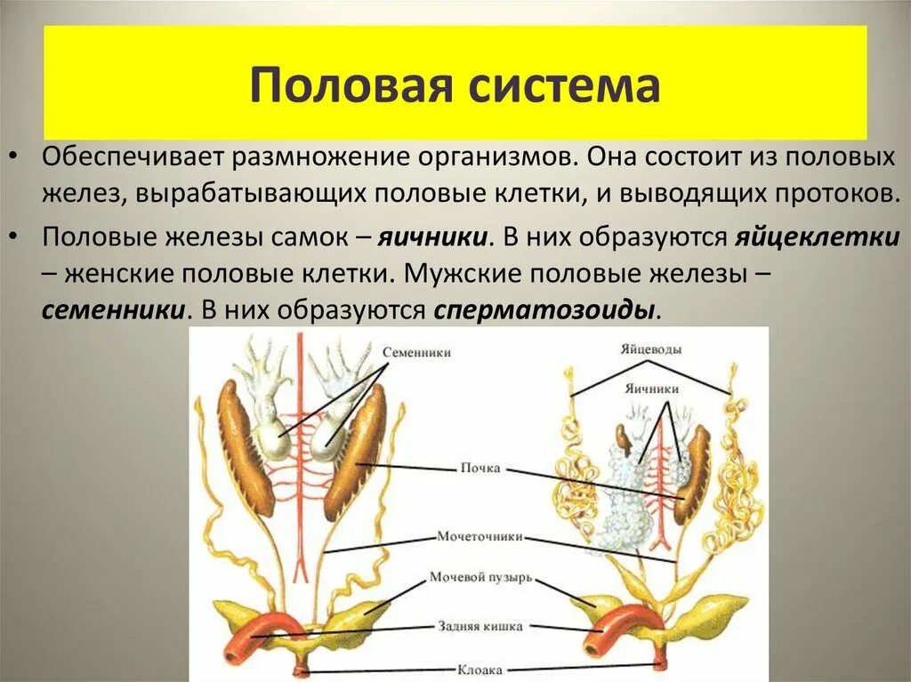 Женская половая система 8 класс. Система органов размножения. Размножение система органы и функции 8 класс. Половая система. Половая система биология.