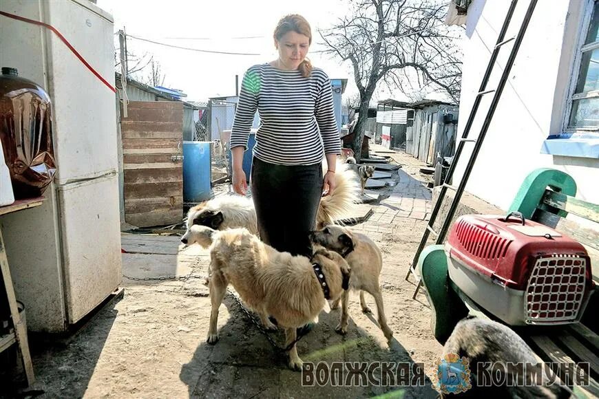 Хата самара. Приют хати Самара. Самарский приют для животных. Приюты в Самаре. Приюты для животных в Самаре.