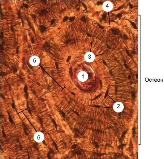 Пластинчатая костная ткань Остеон гистология. Пластинчатая костная ткань препарат гистология. Пластинчатая костная ткань поперечный срез диафиза трубчатой кости. Строение пластинчатой костной ткани гистология.