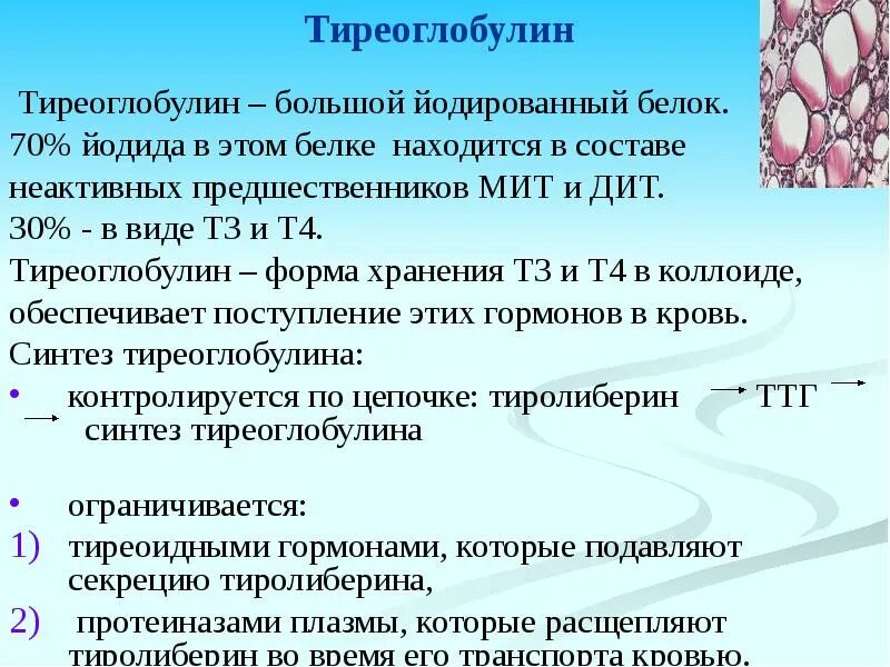 Тиреоглобулин. Тиреоглобулин щитовидной железы синтезируется. Тиреоглобулин норма. Норма тиреоглобулина у женщин. После т3