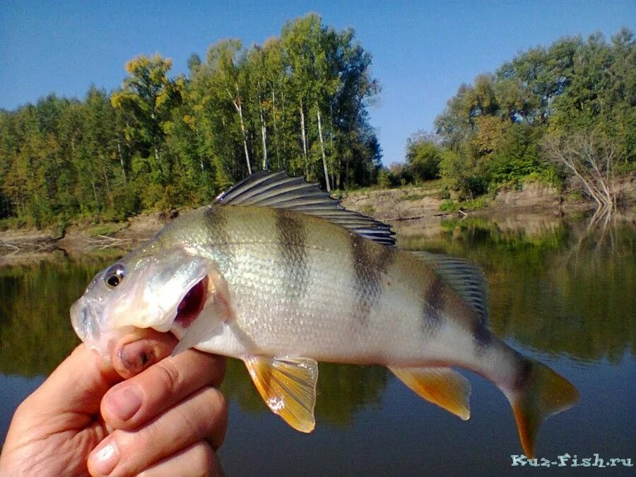 Томь какая рыба. Рыба в реке томь кемеровская область. Рыба которая водится в томи. Рыба в реке томь кемеровская область. Рыба которая водится в томи.