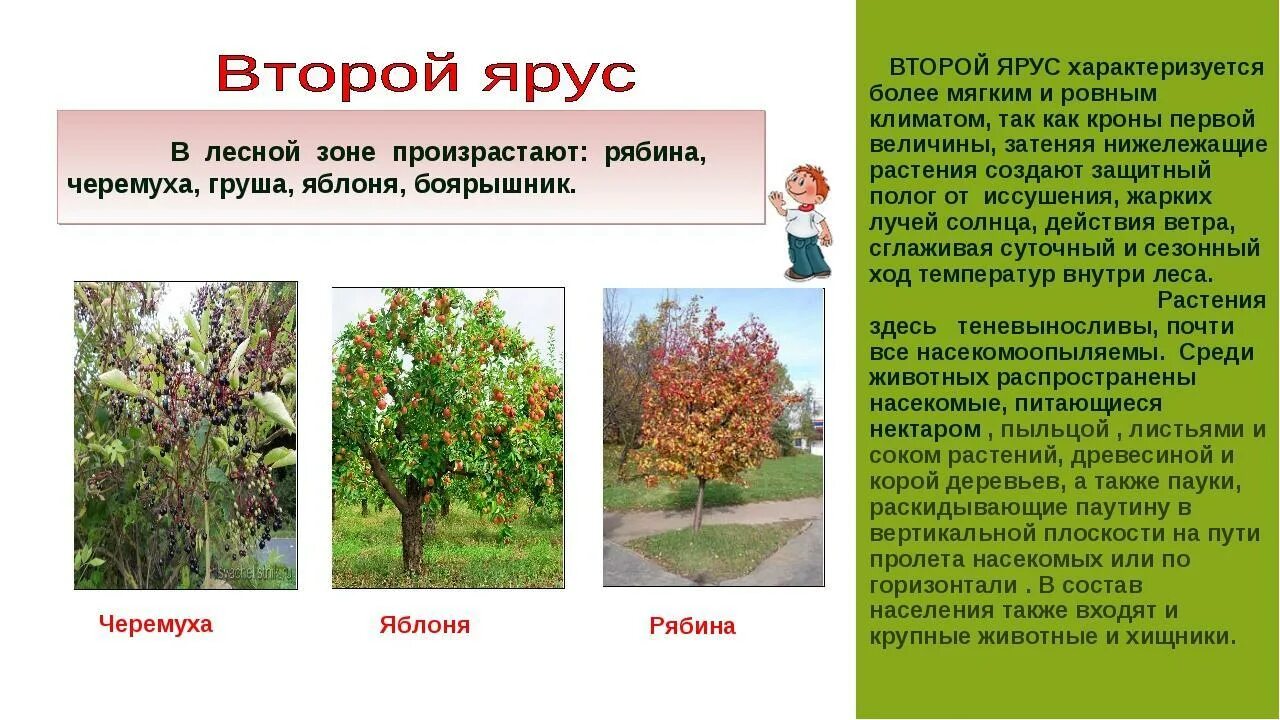 Дикорастущие деревья. Боярышник ярус. Боярышник ярус. Боярышник какой ярус. Рябина ярус.
