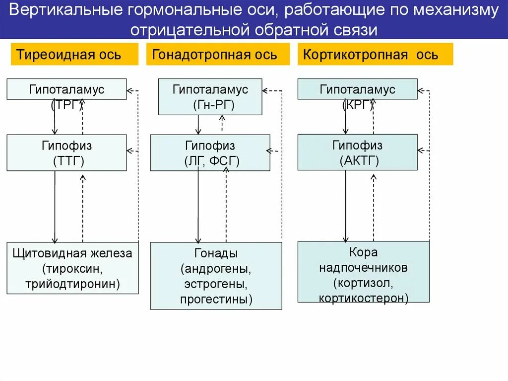 Принцип обратной связи гормонов гипофиза. Вертикальные гормональные оси. Структура основных эндокринных осей. Основные эндокринные оси. Обратная отрицательнач мвязь горомнн.