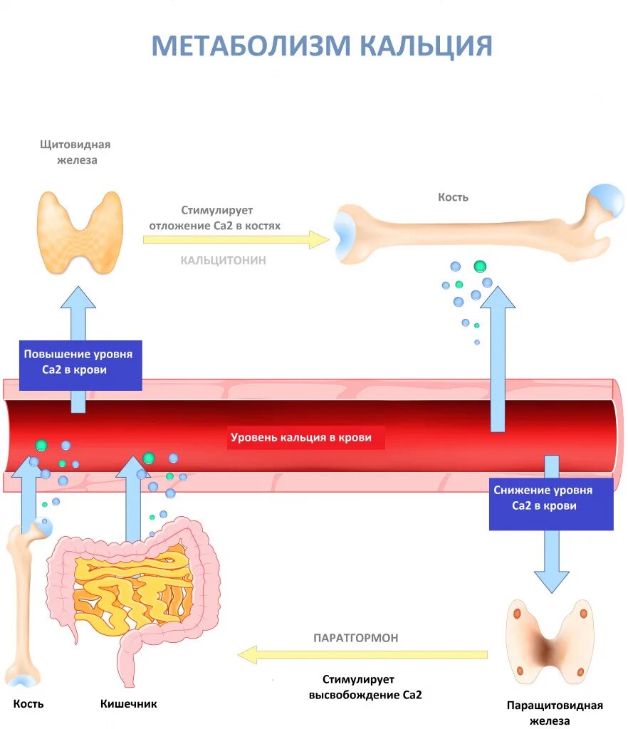 Метаболизм кальция. Биохимия кальция в организме человека. Роль кальция в метаболизме. Увеличение кальция в крови.
