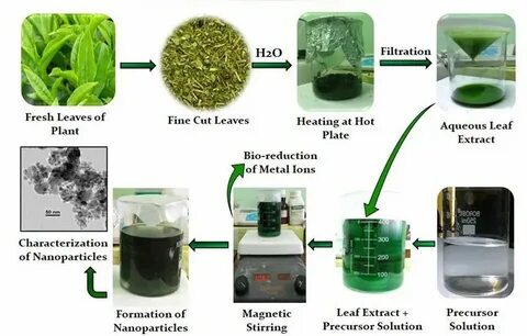 Plant extract
