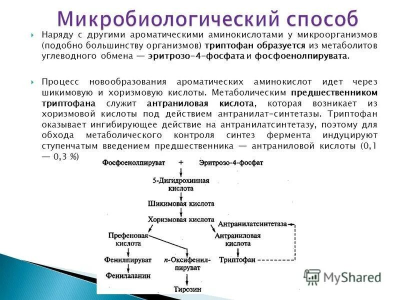 аминокислоты бактерий