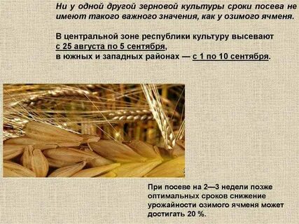 Значение зерновых групп
