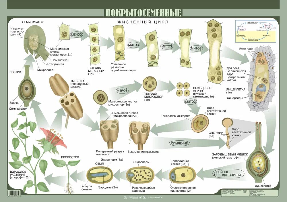 Эволюция цветковых