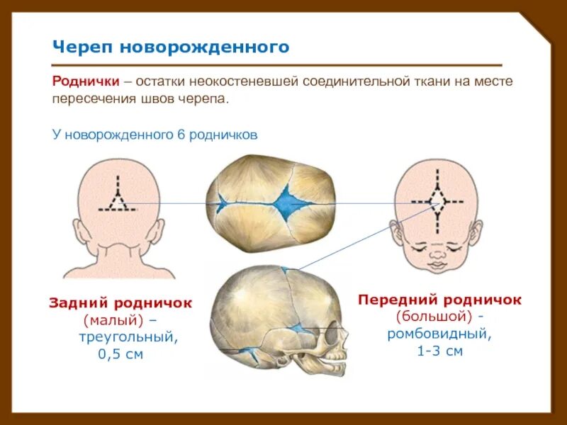 Череп новорожденного большой и малый Родничок. Родничок у новорожденных Размеры в 2 месяца. Родничок у новорожденных норма в 3 месяца на грудном. Родничок в 6 месяцев у младенца норма.