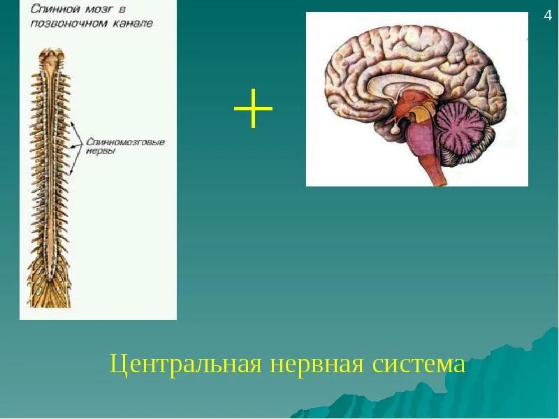Нервная система. Центральная нервная система. Нервная система головной и спинной мозг. Связь спинного мозга с головным.