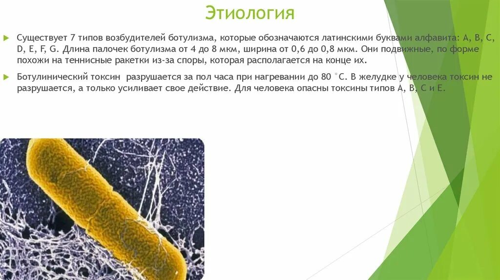 Бактерия ботулизма температура. Возбудители ботулизма биология 8 класс. ботулизм животных возбудитель. ботулизм бактерия возбудитель. ботулизм морфология возбудителя.