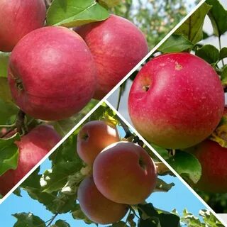 Характеристика сорта яблони жигулевская