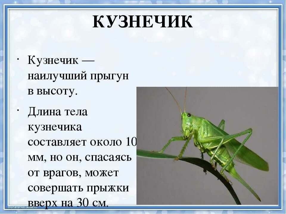 Почему кузнечик имеет такую окраску. Кузнечик описание. Сообщение о кузнечике. Проект про кузнечика. Про кузнечика рассказать детям.