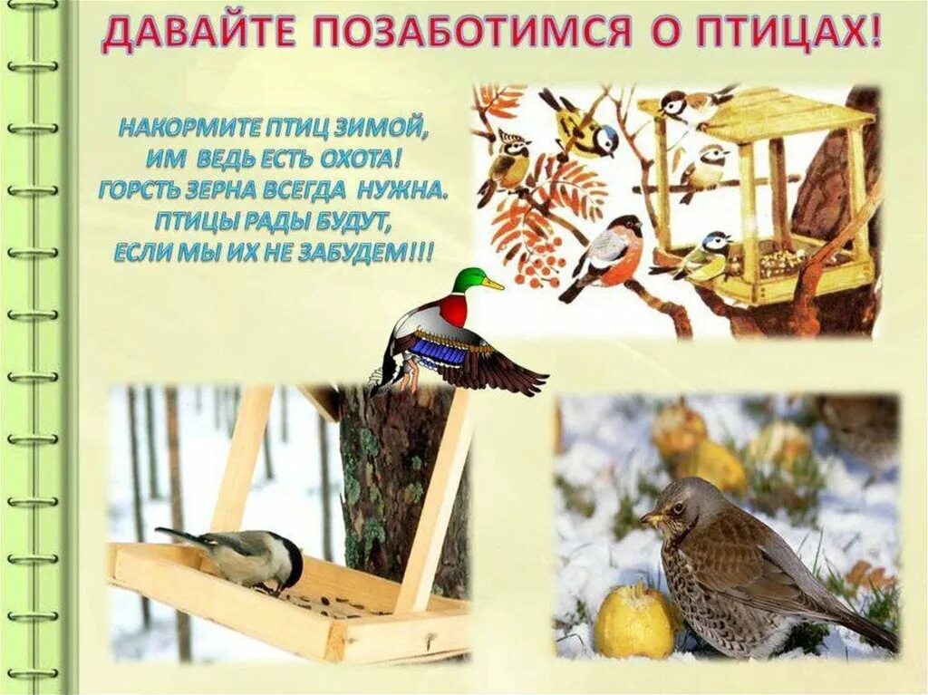 акция покормите птиц зимой в детском саду. акция покормите птиц зимой. акция покормите птиц зимой. кормим птиц зимой. акция покорми птиц зимой.