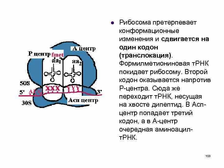 Два центра в рибосоме. Функционально активные центры рибосом. рибосомы центр строение и функции. строение функционального центра рибосомы. аминоацильный и пептидильный центры рибосомы.