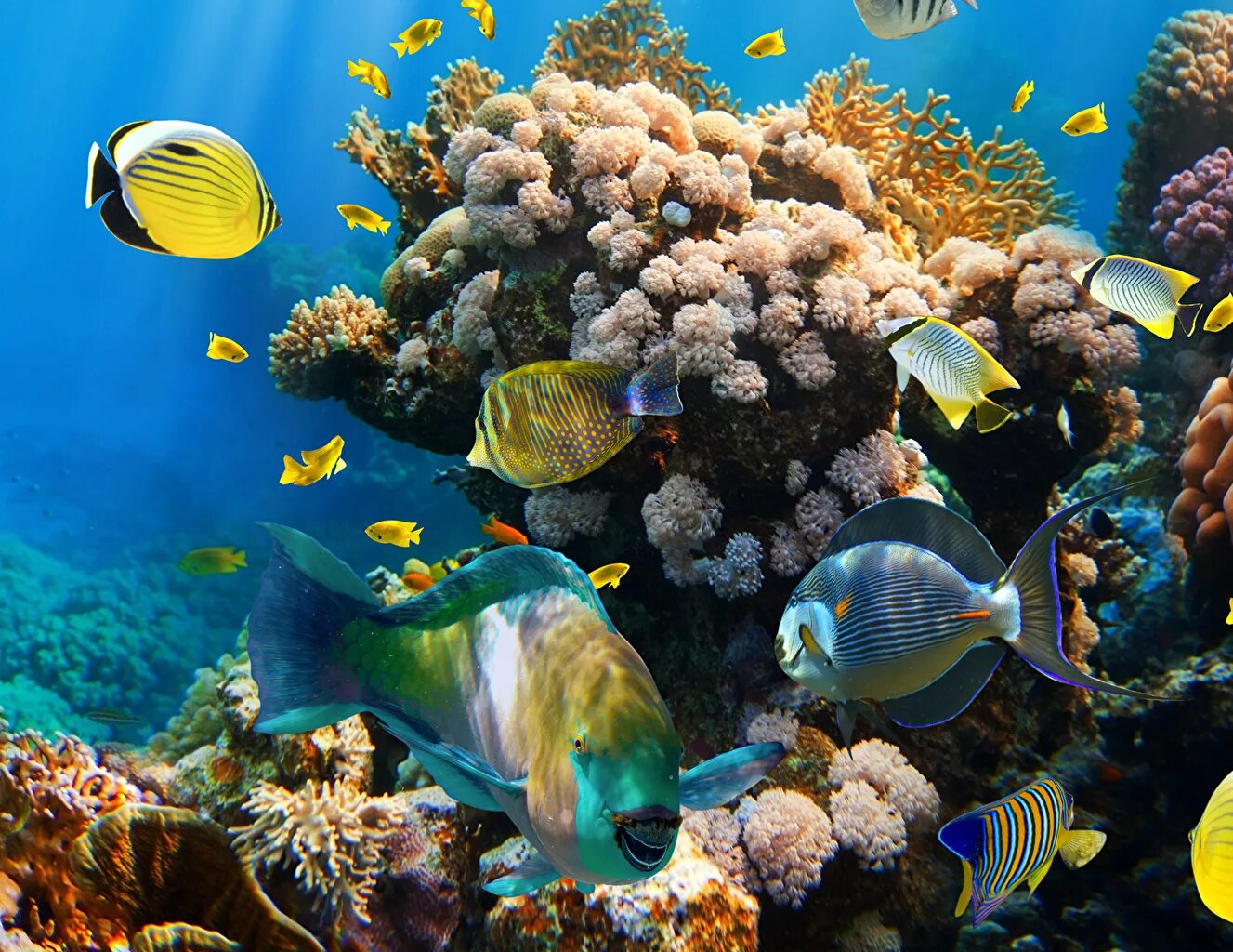 Коралловый риф в Шарм Эль Шейхе. Живой риф красное море. Подводный мир океана коралловый риф. Шарм-Эль-Шейх подводный мир.