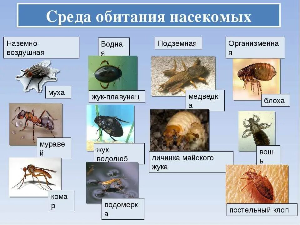 Какой группе относятся жуки. Насекомые. Места обитания насекомых. Насекомые примеры. Насекомые примеры животных.