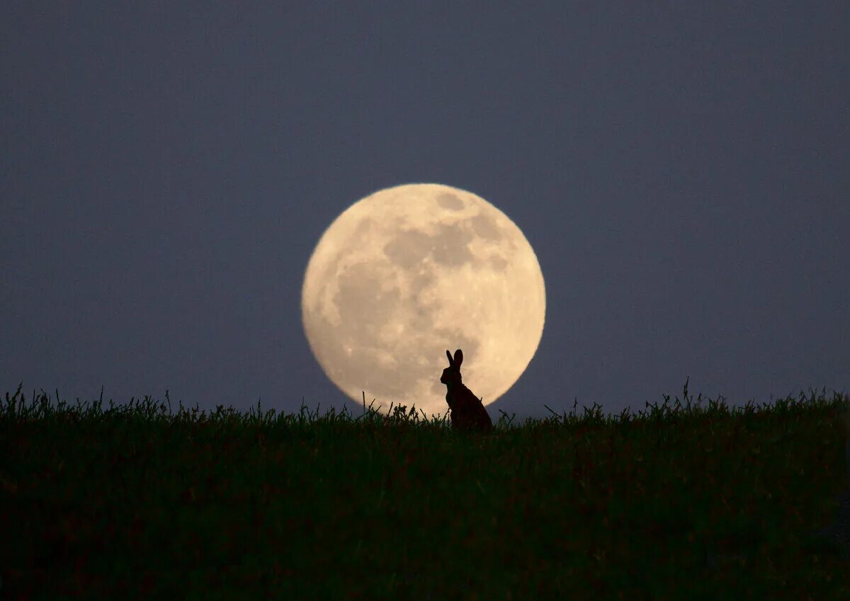 Какое животное облетело луну. Большая Луна. Кролик на фоне Луны. Лунный заяц. Заяц на Луне.
