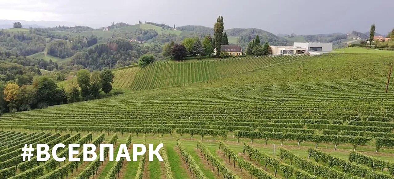 Виноград австрия. Виноград австрия. Виноград австрия. Долина рейна виноградники. Виноград австрия.