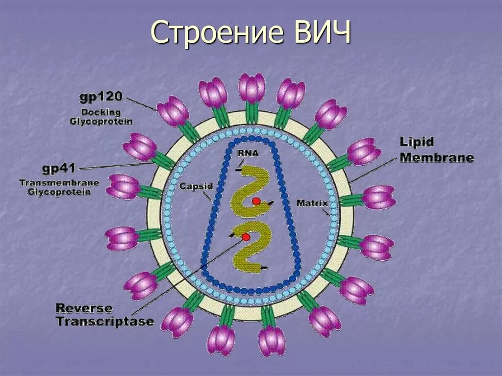 Строение вич. Строение вириона ВИЧ инфекции. ВИЧ инфекция структура вириона. Структура вириона вируса СПИДА. Строение ВИЧ вируса схема.