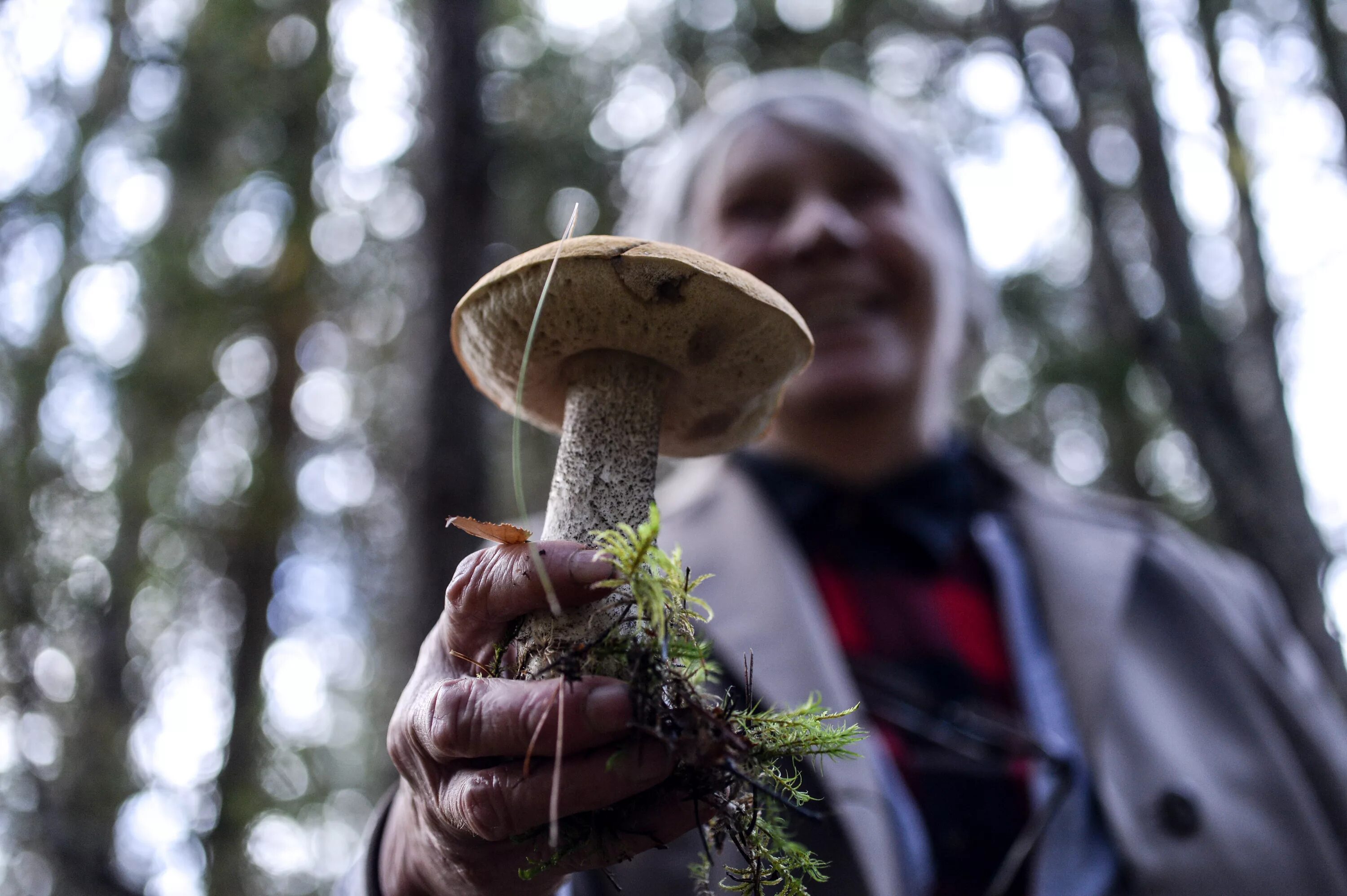 Грибы в запрете. Ботулизм у грибов фото гриба. Земельные подтопольники. Корзина для грибов. Грибные хозяйства в россии.