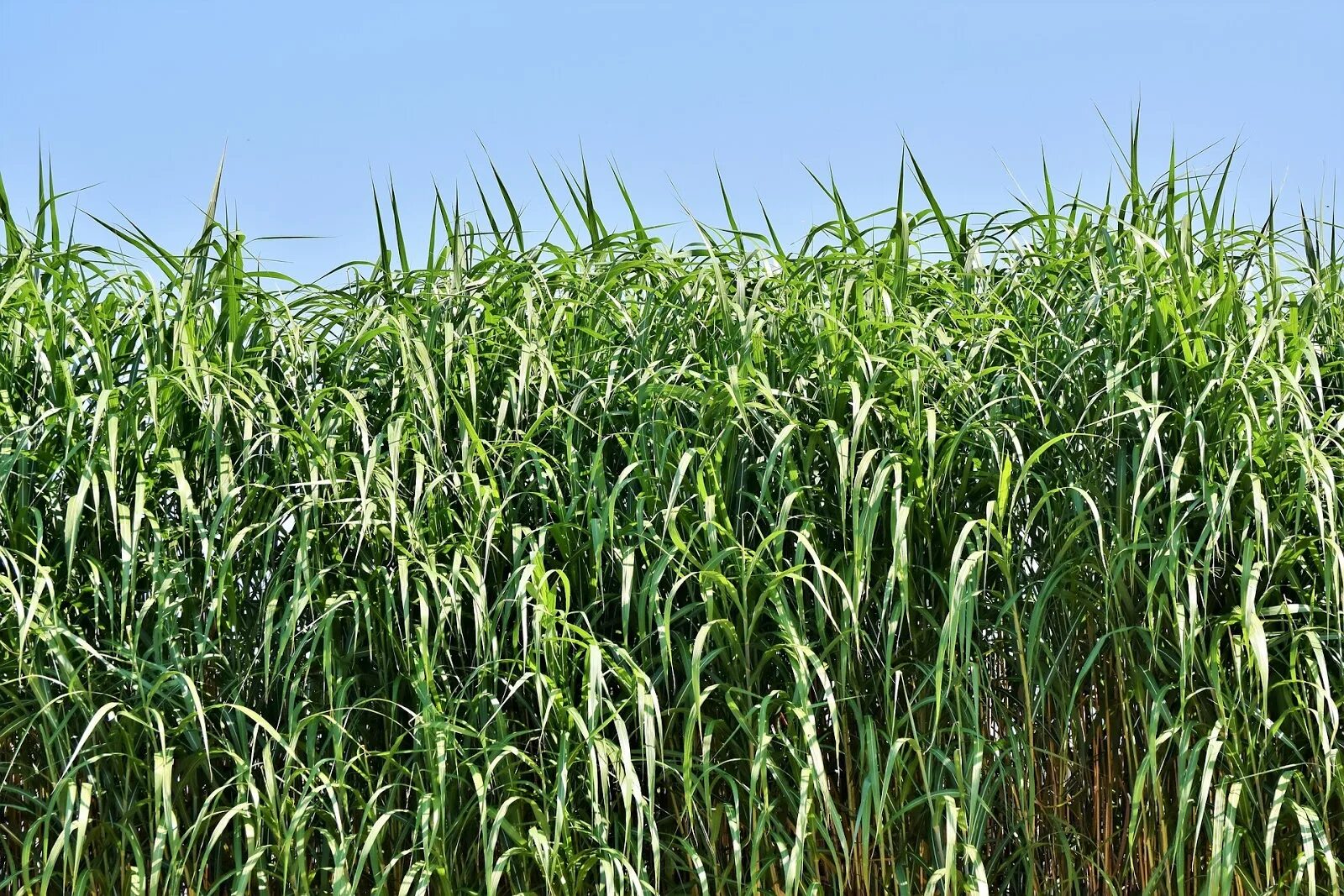 Тростник южный. Тростник обыкновенный (phragmites communis. Тростник обыкновенный (Очерет). Арундо тростниковый. Аланг Аланг растение.