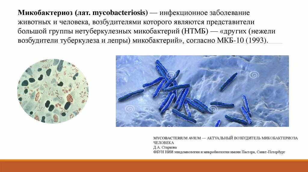 Атипичные микобактерии микробиология. Микобактерии микробиология морфология. Микобактерии туберкулеза микробиология. Микобактерии туберкулеза микробиология морфология. Нетуберкулезный микобактериоз