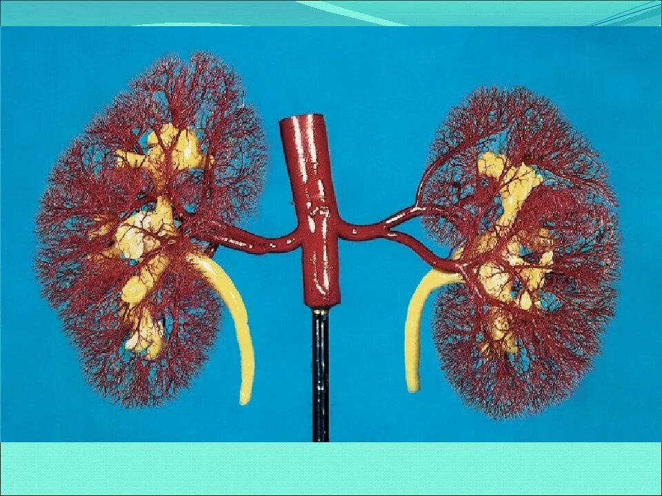 Капилляр почки. Капилляры сосудистого клубочка. Сегментарные артерии почки. Капилляры сосудистого клубочка почки. Синдром фрейли у детей справа.