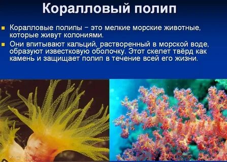 Коралловые полипы признаки