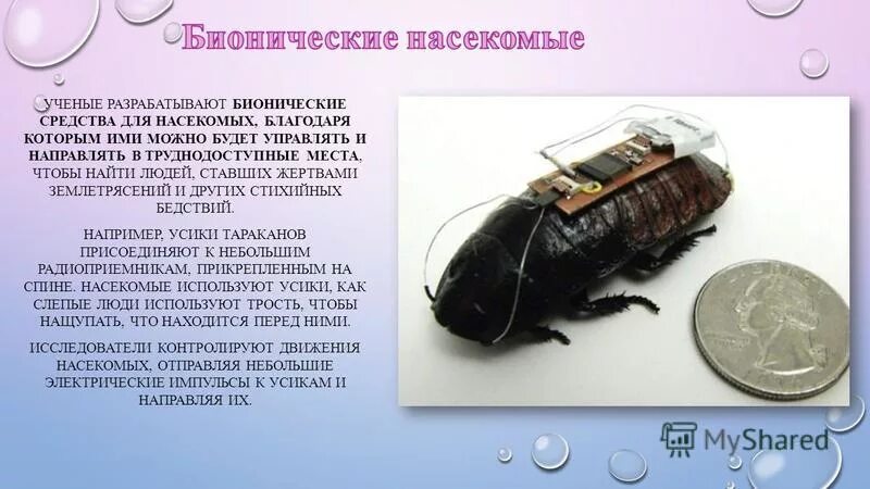ученый с насекомыми. энтомолог. удивительные факты о насекомых. цветовое зрение насекомых. какие цвета различают пчелы.