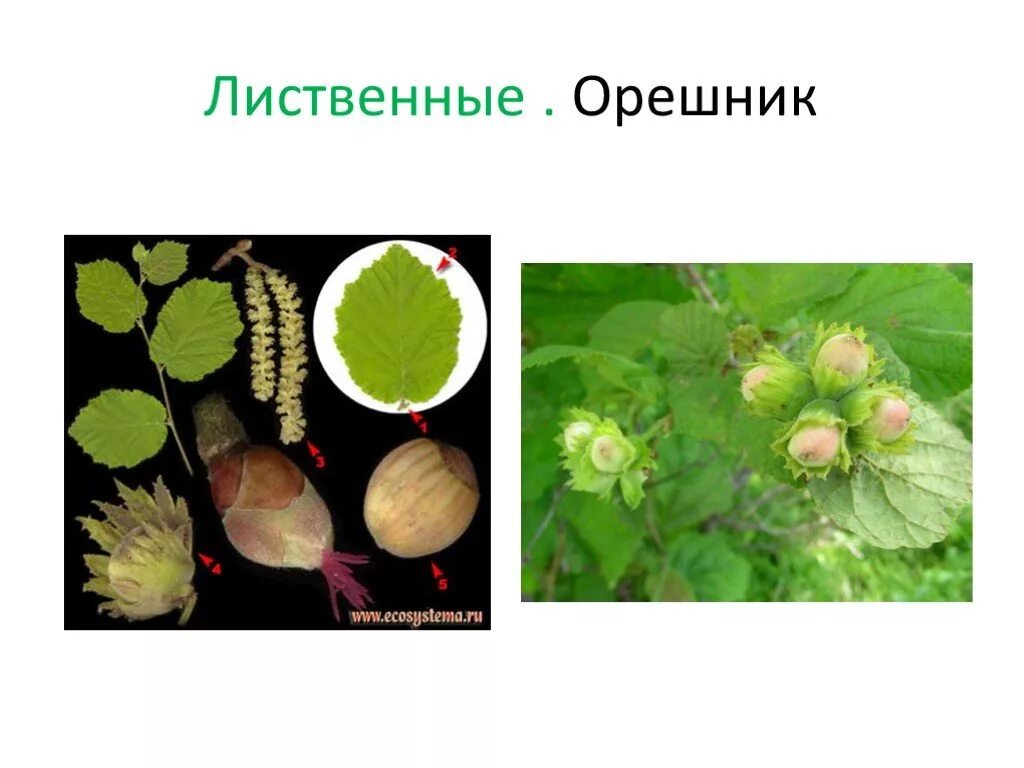 Деревья и кустарники по плодам 2 класс. Плоды лиственных деревьев 2 класс. плоды деревьев и кустарников 2 класс. плоды деревьев и кустарников окружающий мир. плоды деревьев окружающий мир 2 класс.