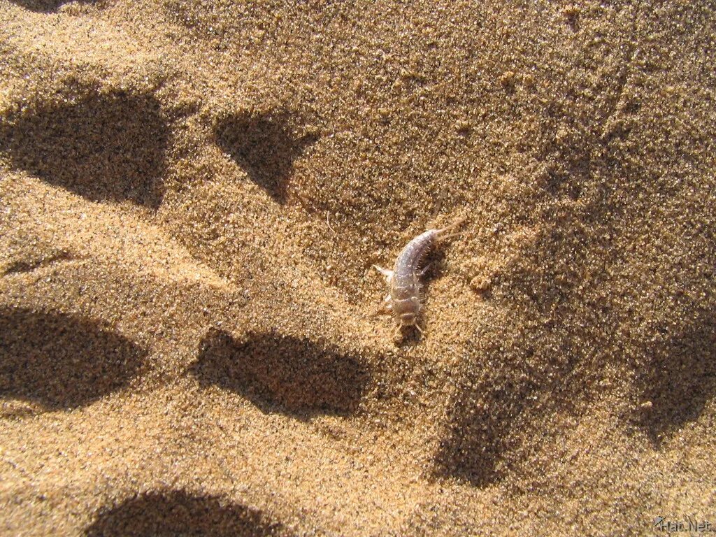 Черви в песке. Песчаные черви дюны. Дюна червь.